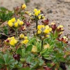 Draba oreades, photograph Federico Biguzzi, CC0, iNaturalist via GBIF