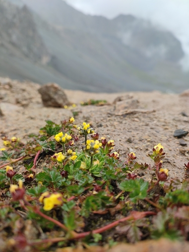 Draba oreades, photograph 3