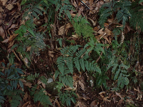 Dryopteris hendersonii observed 2026-01-03