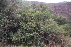 Cephalotelium macowanianum