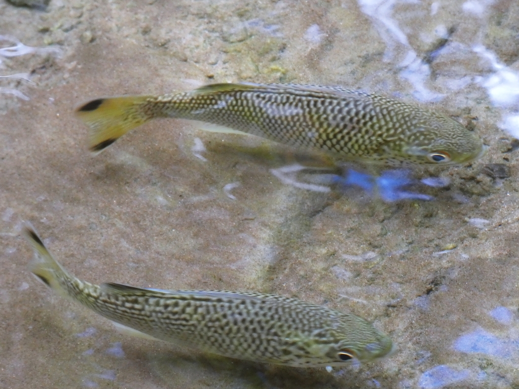 Jungle-baars (Kuhlia rupestris) — Kuhliidae