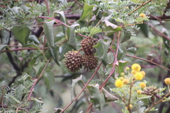 Cephalotelium macowanianum