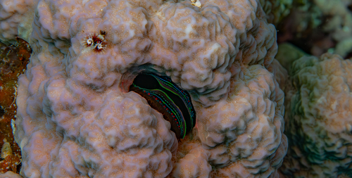 Pedum spondyloideum