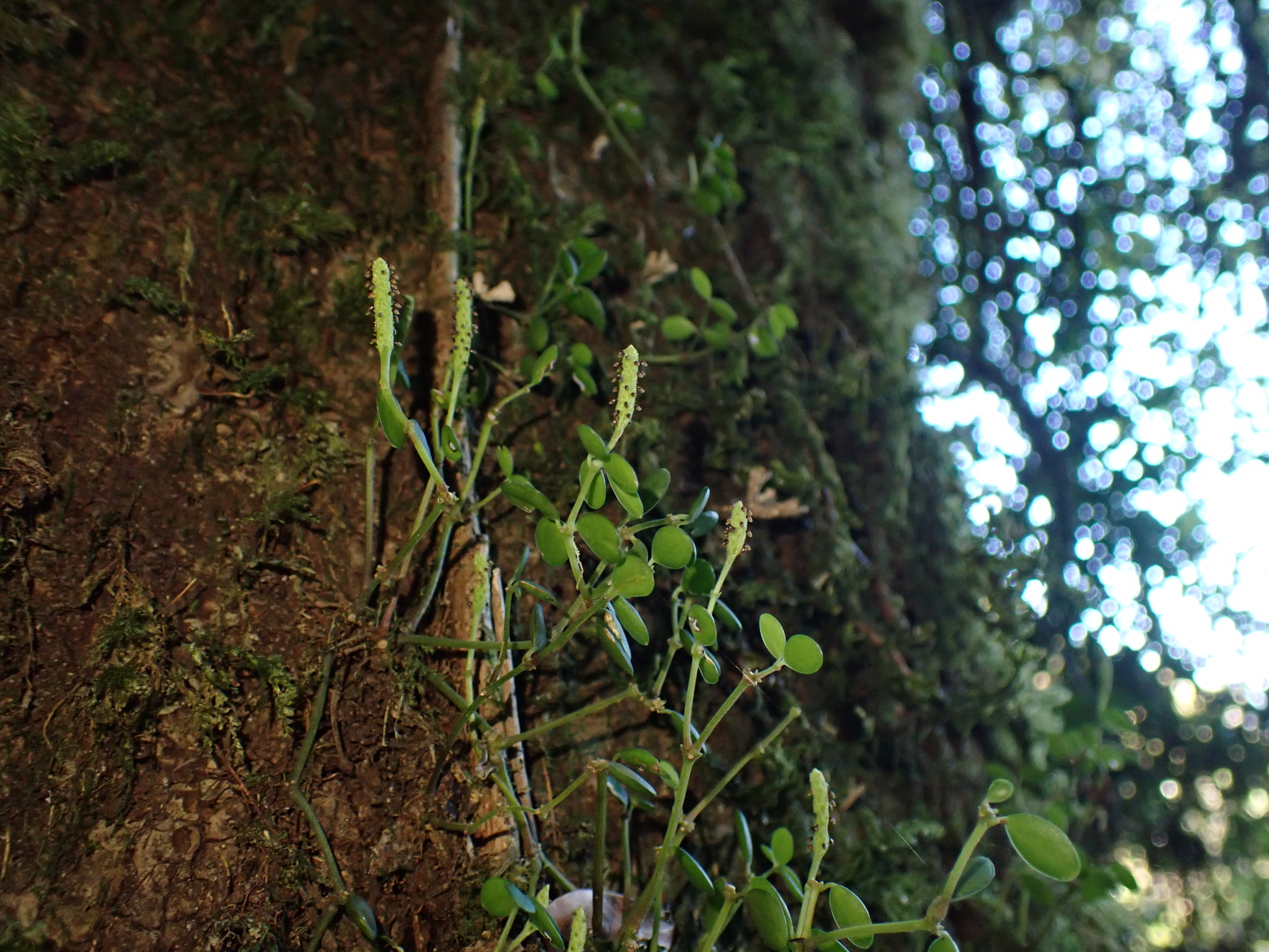 Peperomia Hope