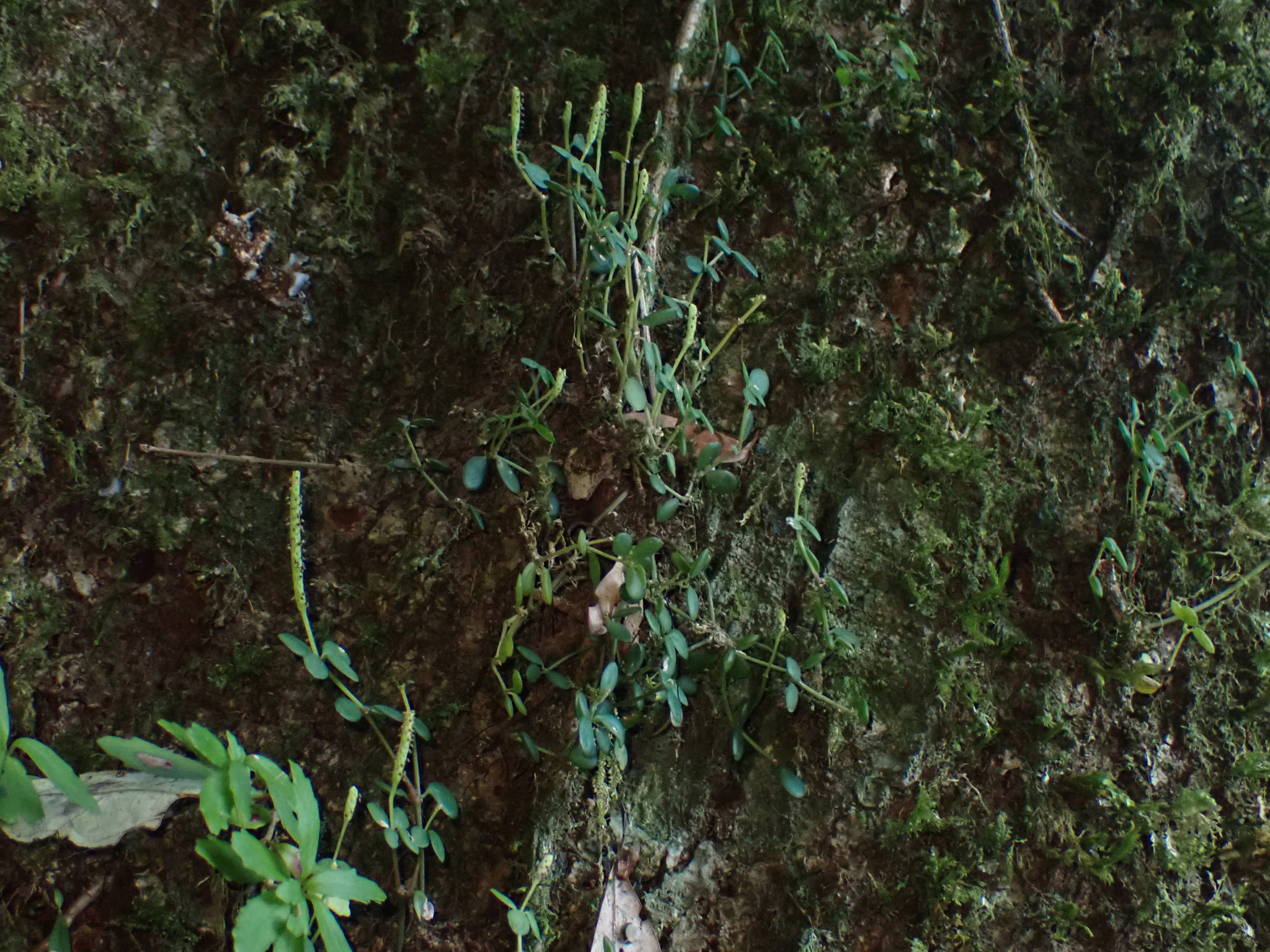 Imagem de peperômia