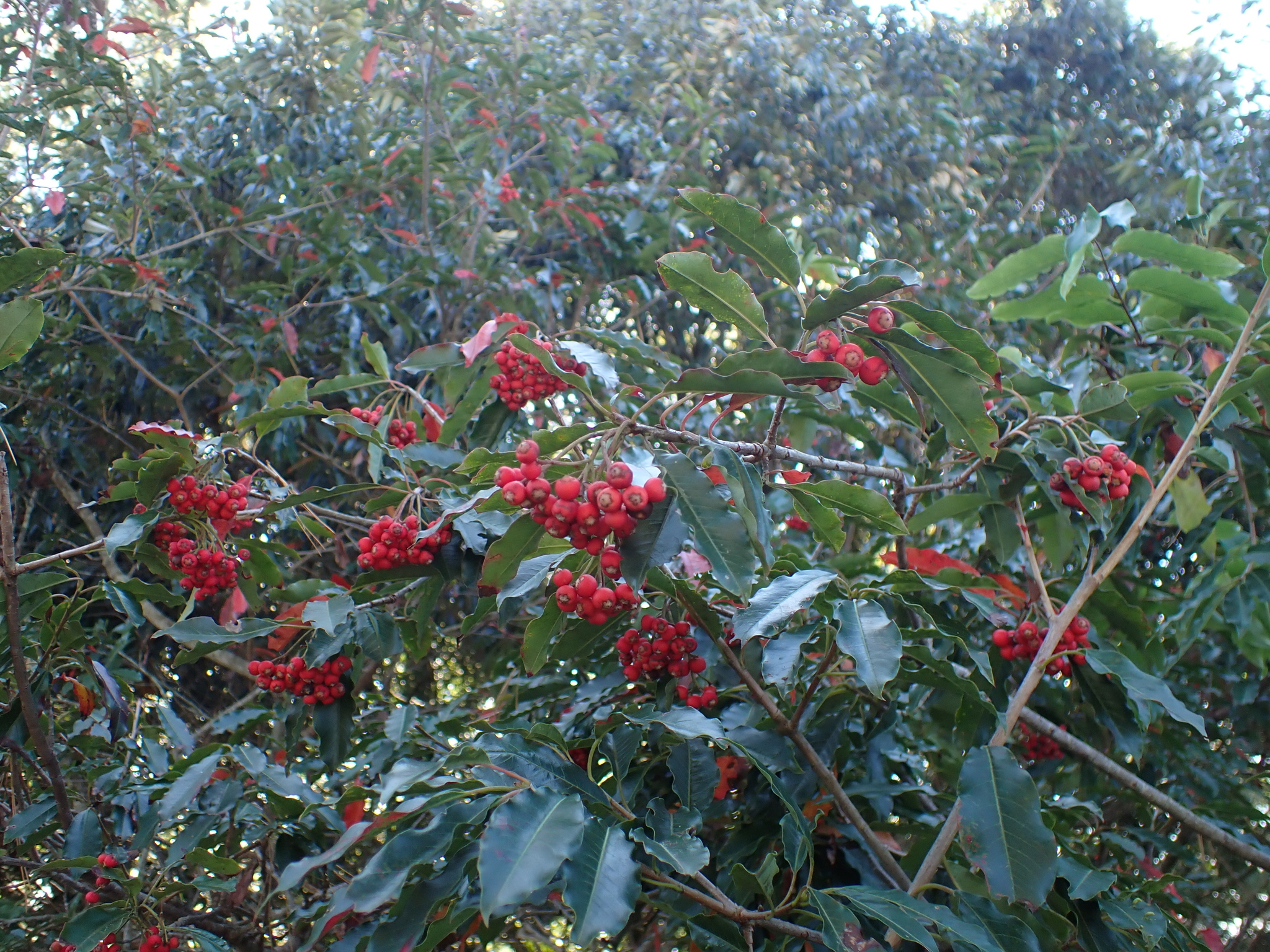 Chinese photinia
