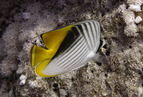 Chaetodon auriga