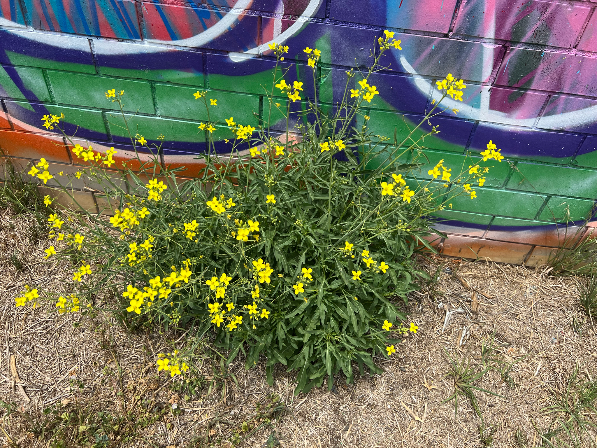 Wild arugula