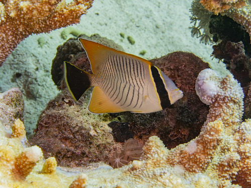 Chaetodon trifascialis
