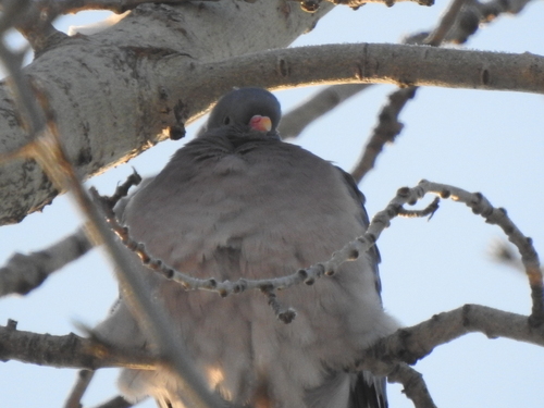 Common Wood Pigeon (Columba palumbus), photo 7