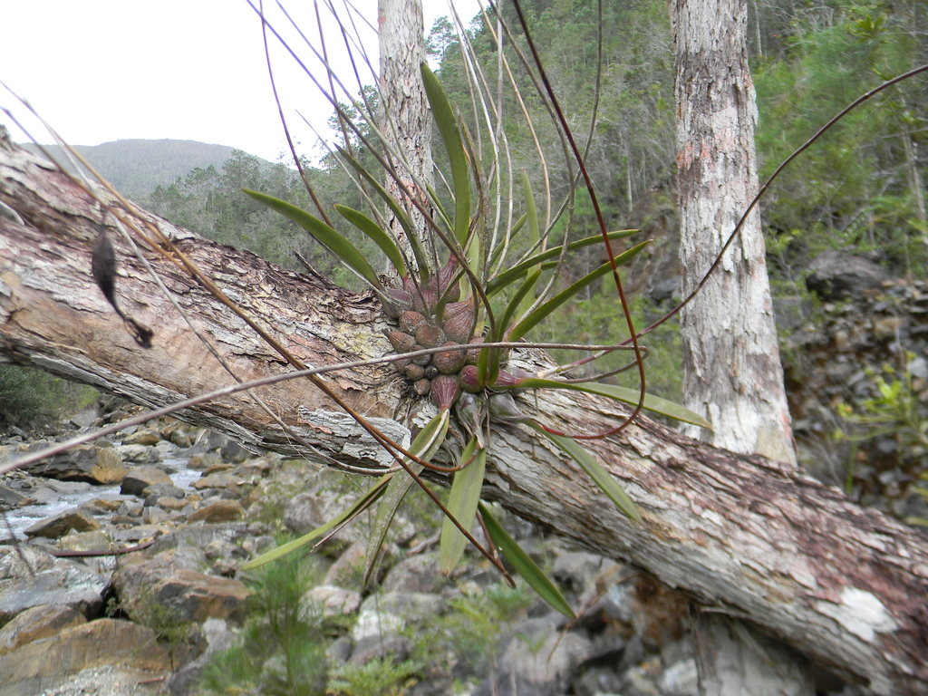 Encyclia moebusii H.Dietr.
