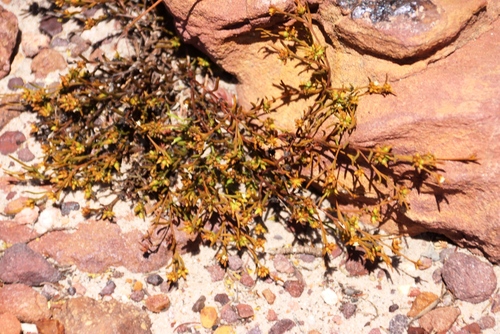Pointy Rootthug (Thesium acuminatum)