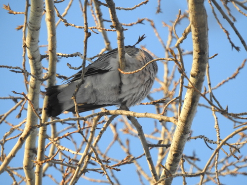 Common Wood Pigeon (Columba palumbus), photo 8
