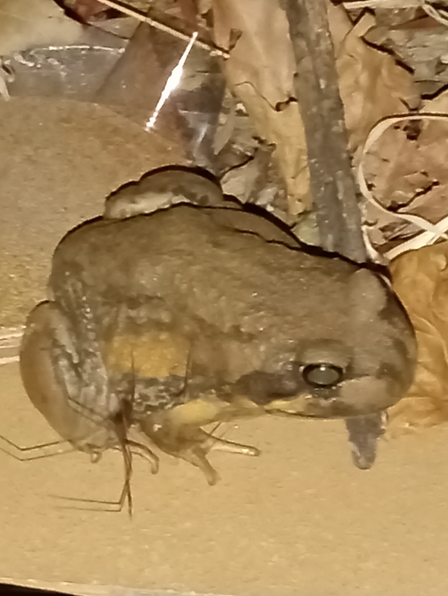 Limnodynastes interioris Fry, 1913