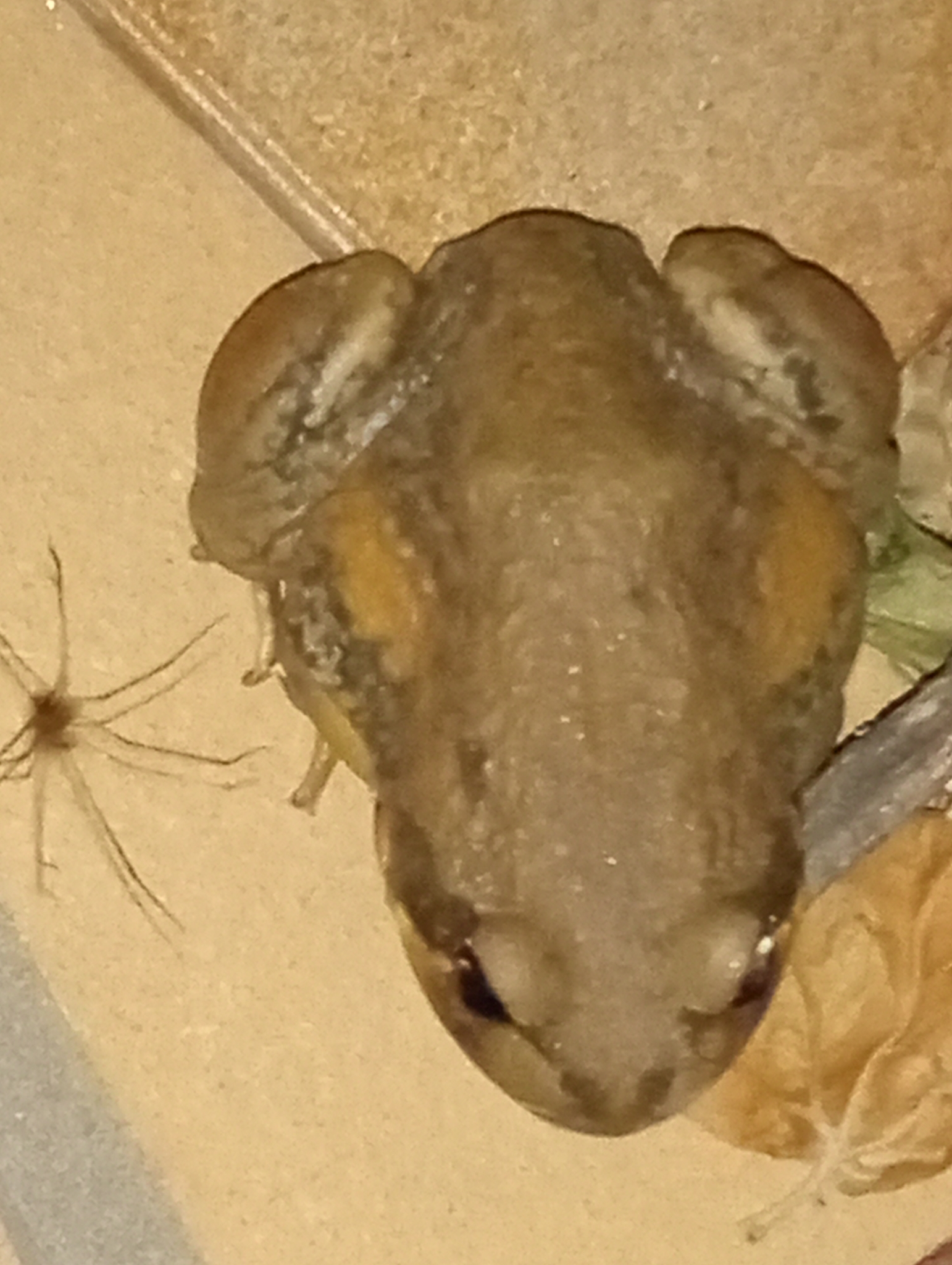 Limnodynastes interioris Fry, 1913