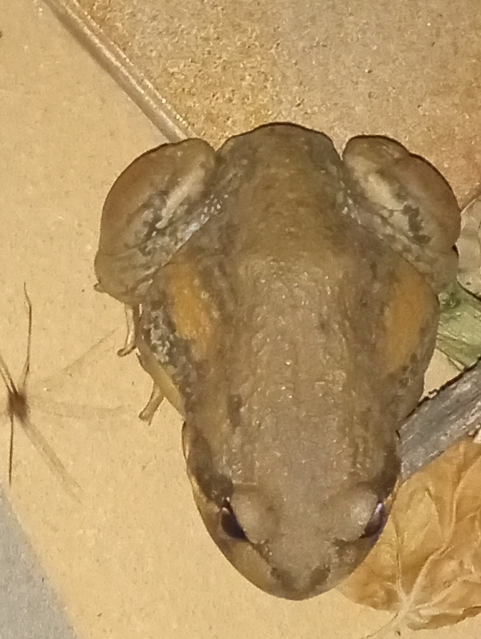 Limnodynastes interioris Fry, 1913
