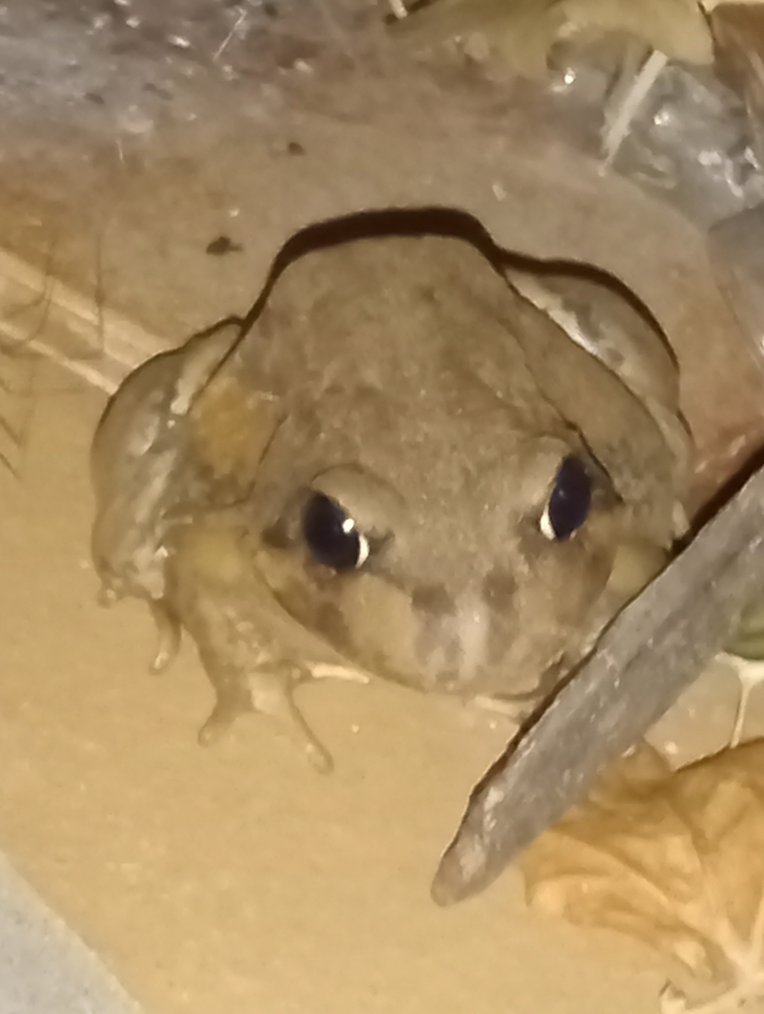 Limnodynastes interioris Fry, 1913