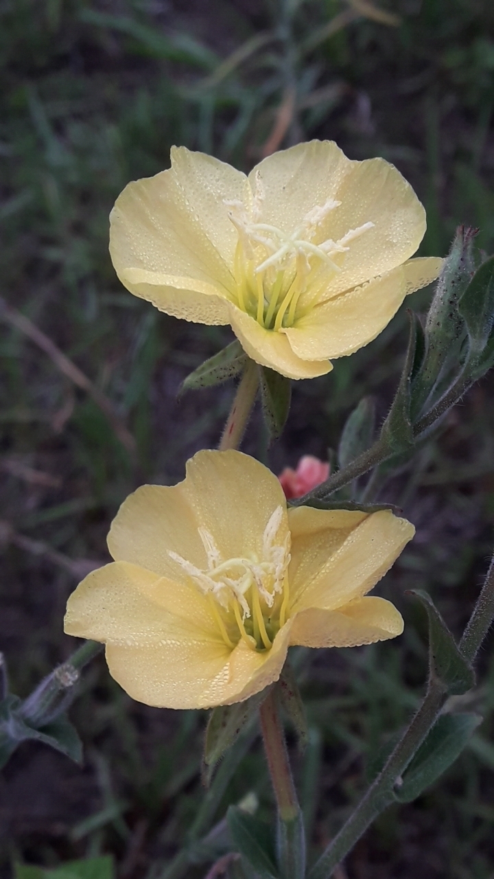 Evening primrose