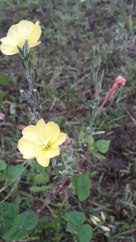 Oenothera affinis, photograph 6