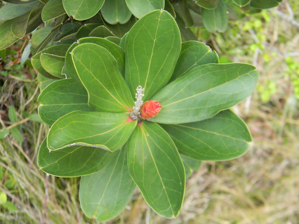 Purdiaea velutina (Purdiaea velutina)