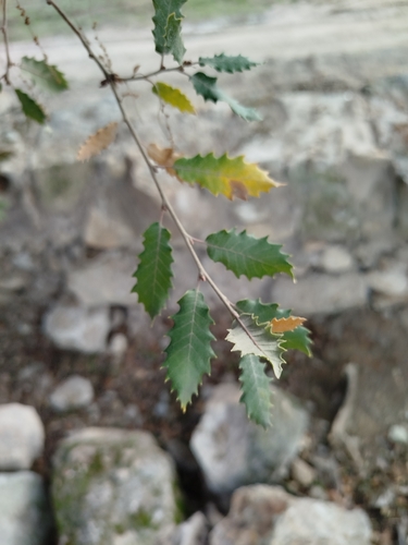 Quercus × senneniana (Quercus × senneniana)