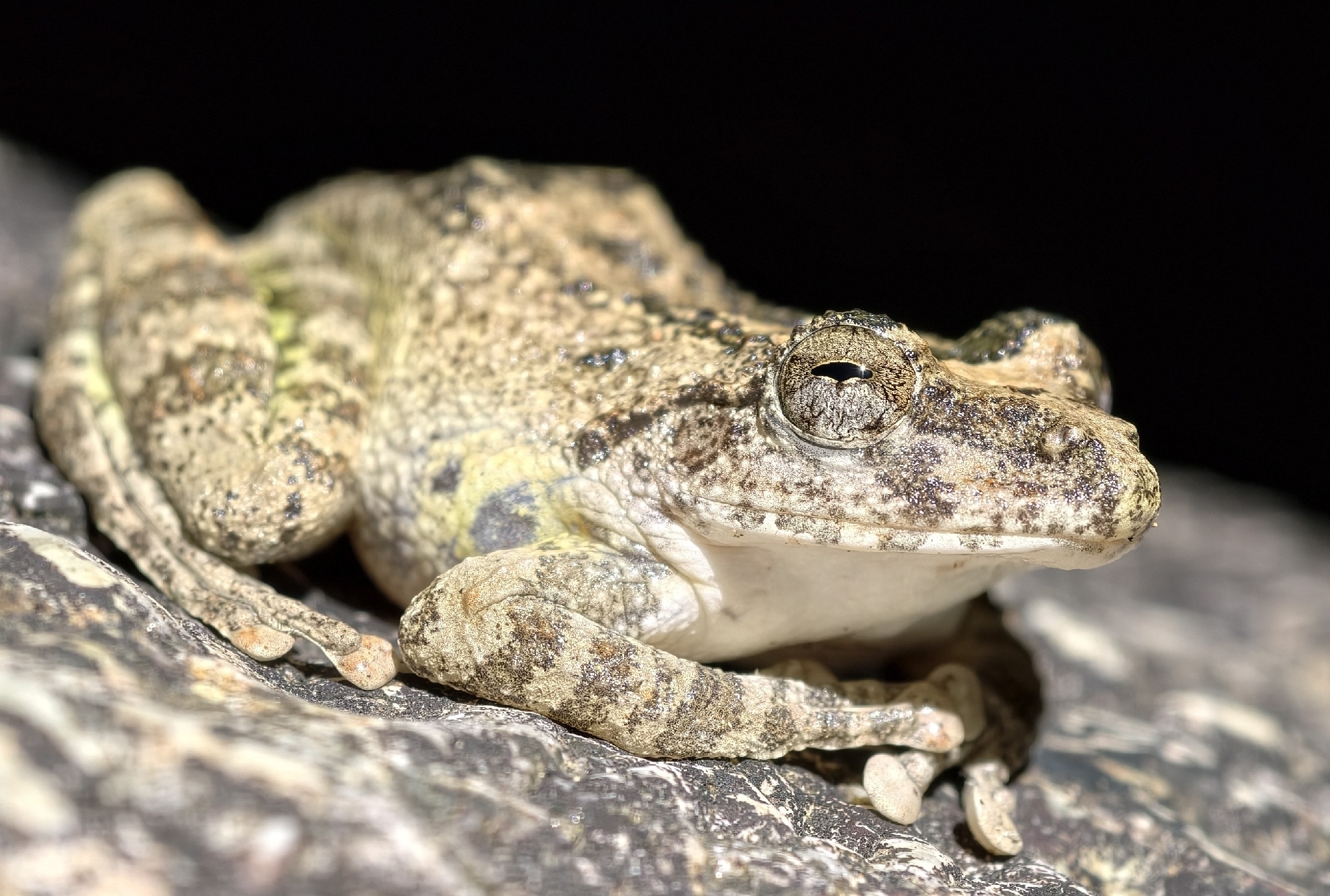 Buergeria oxycephala (Boulenger, 1900)