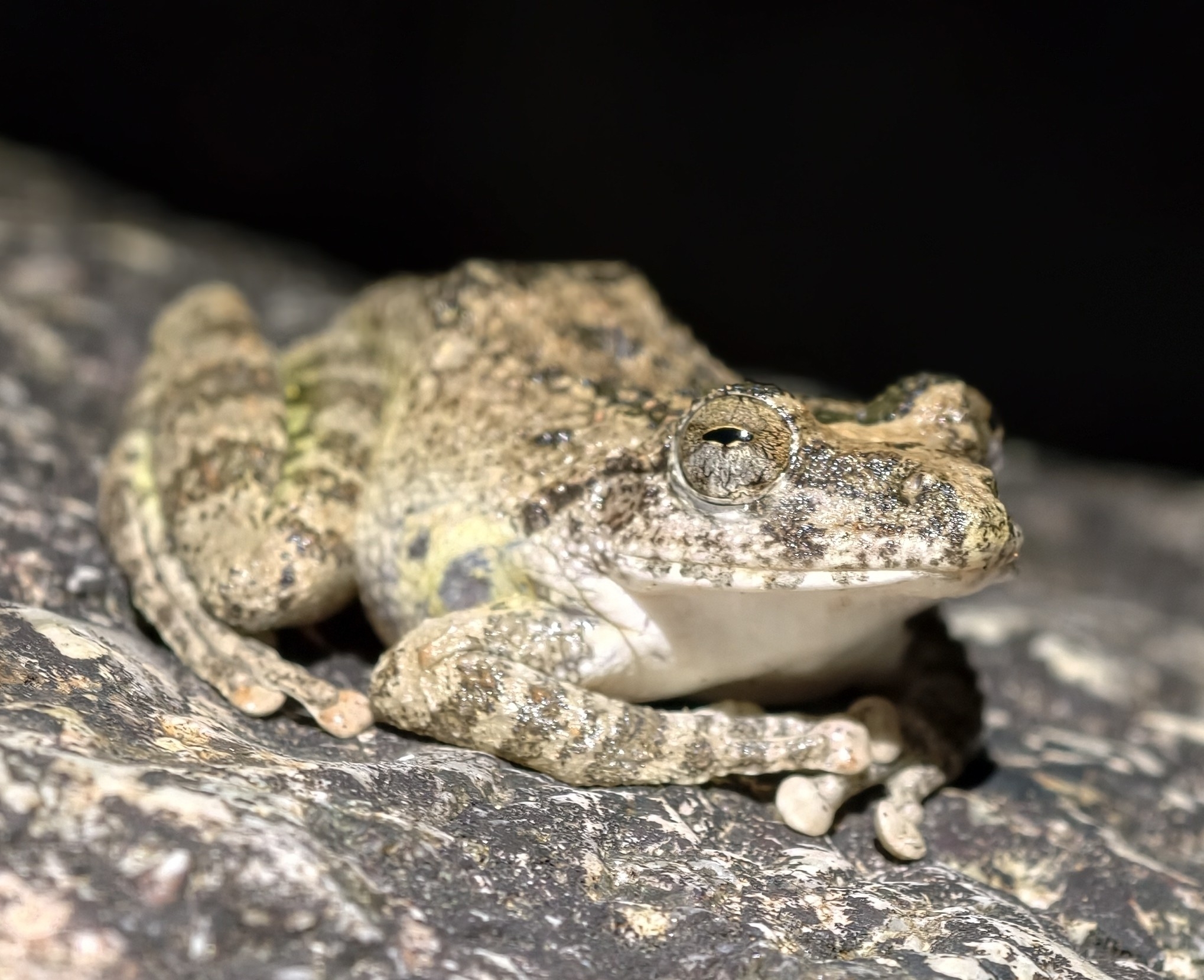 Buergeria oxycephala (Boulenger, 1900)