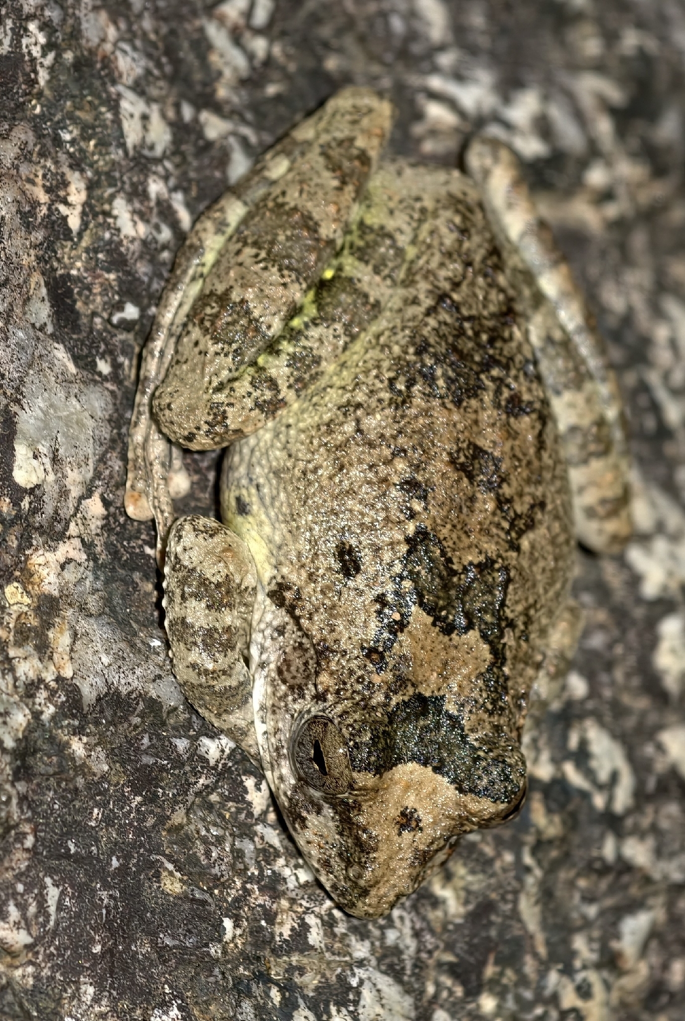 Buergeria oxycephala (Boulenger, 1900)