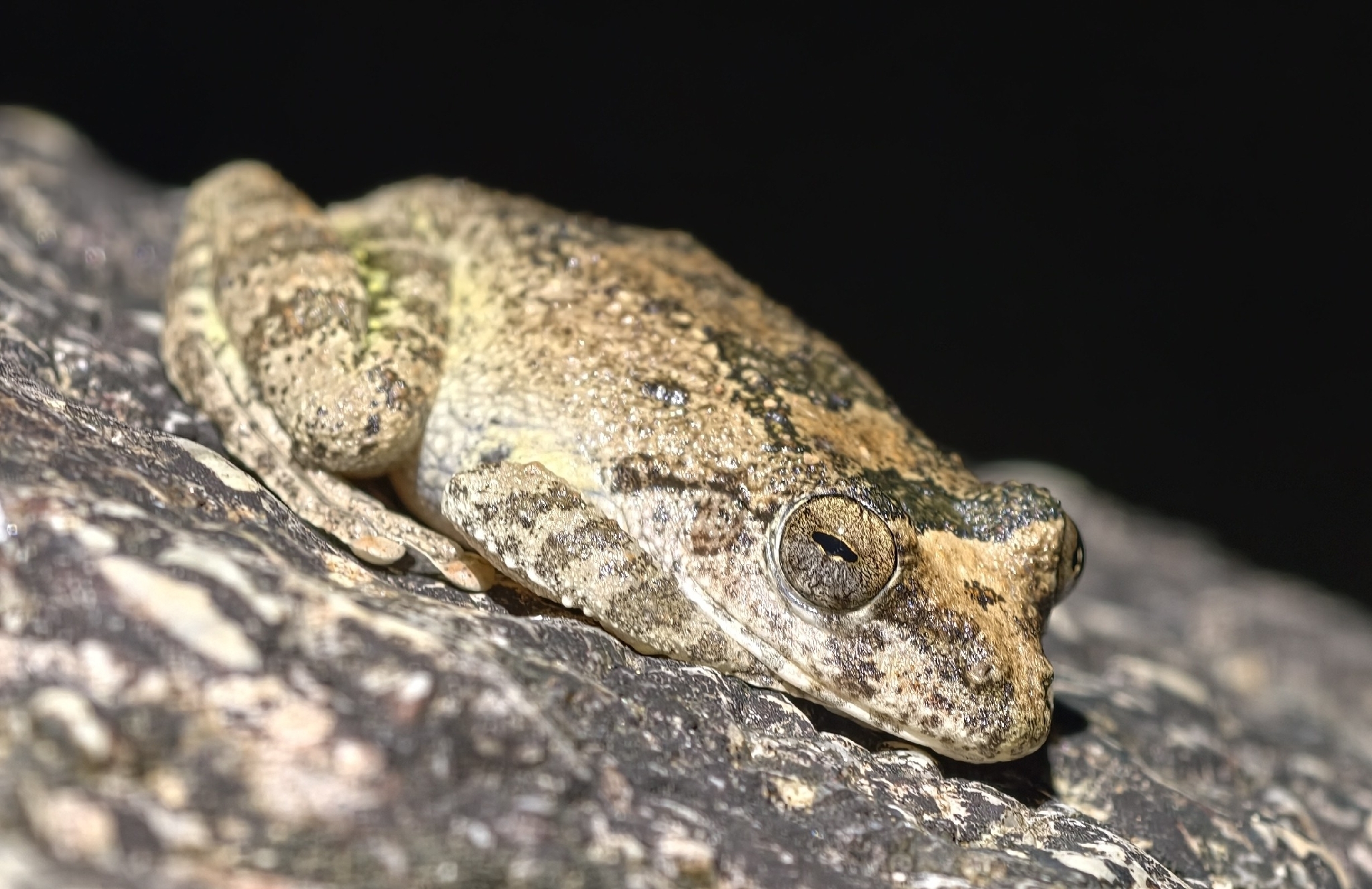 Buergeria oxycephala (Boulenger, 1900)