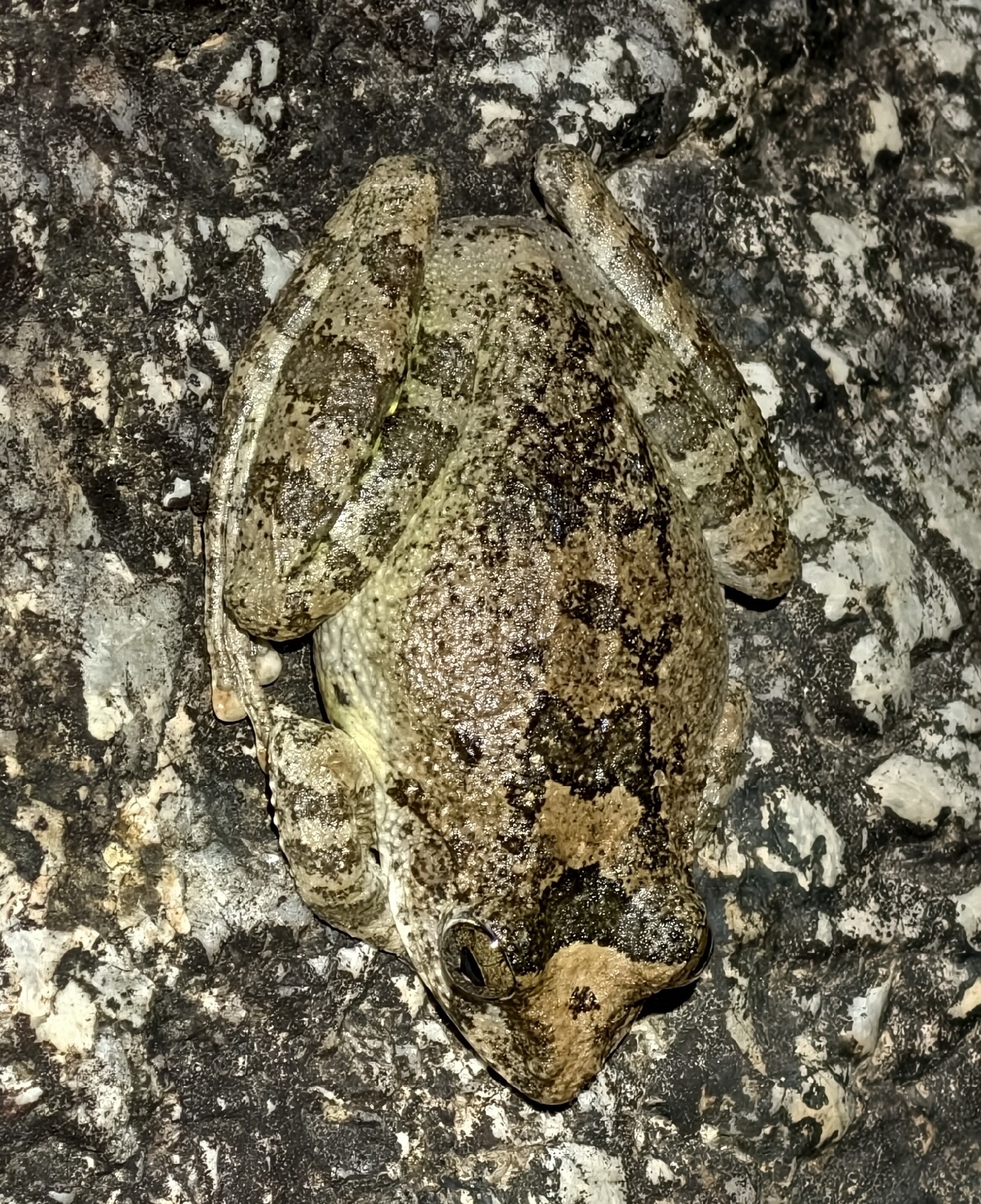 Buergeria oxycephala (Boulenger, 1900)
