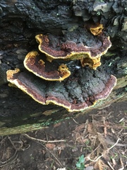 Porodaedalea