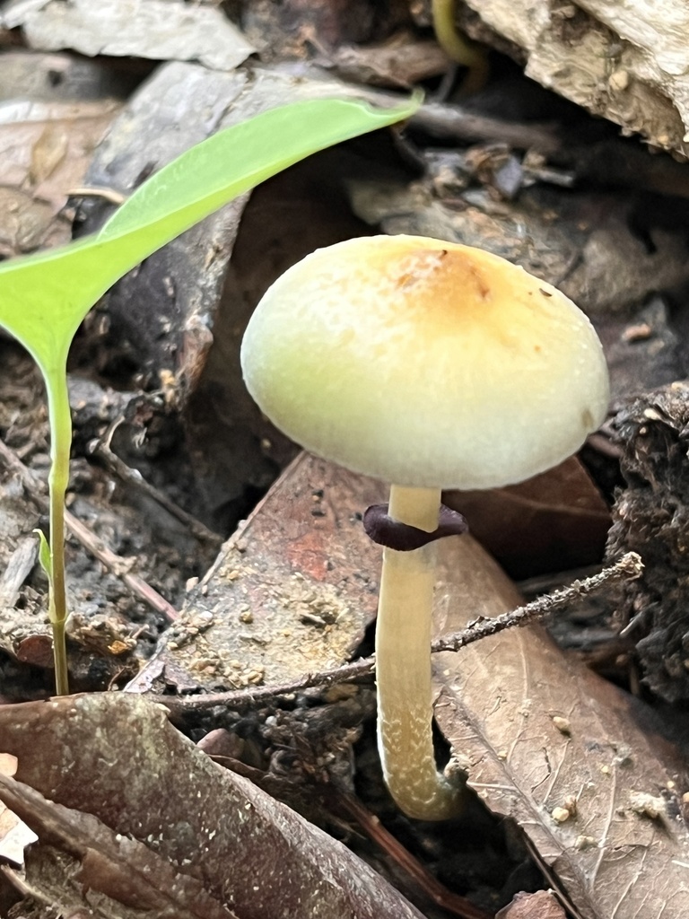 Psilocybe cubensis · January 2026 · photo: © mariobarroso (iNaturalist, cc-by)
