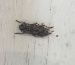 Elaphidion glabratum