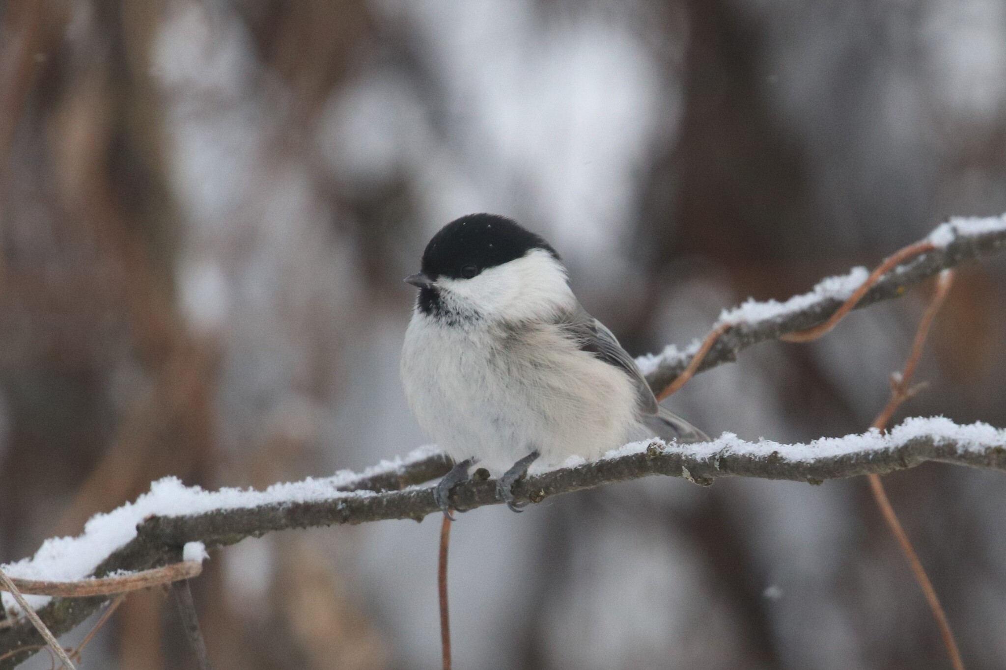 Willow Tit (Poecile montanus), photo 9