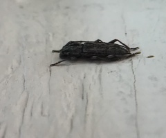 Elaphidion glabratum