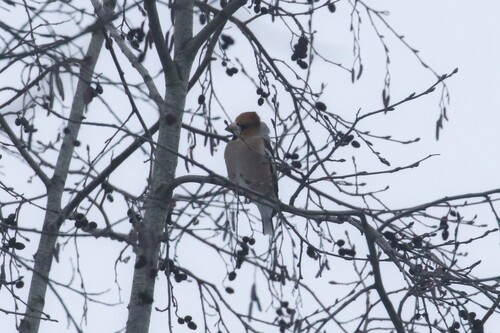 Hawfinch (Coccothraustes coccothraustes), photo 1