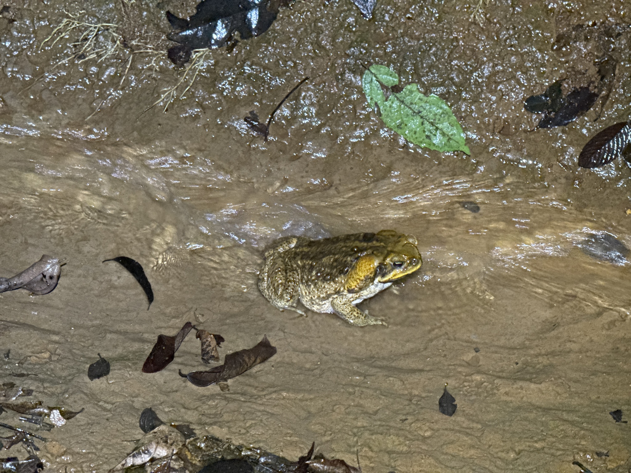 Rhinella marina (Linnaeus, 1758)