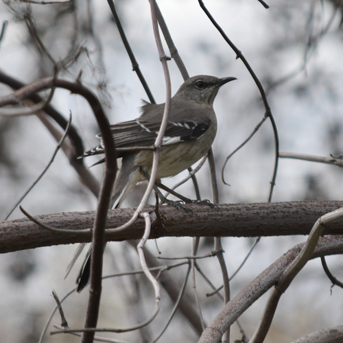 Northern Mockingbird (Mimus polyglottos), photo 1