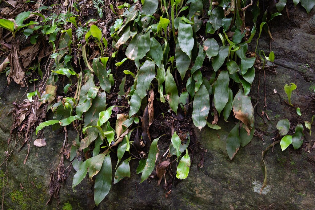 Loxogramme biformis