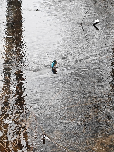 Common Kingfisher