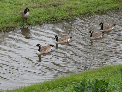 Canada Goose (Branta canadensis), photo 4