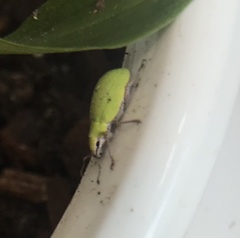 Litostylus