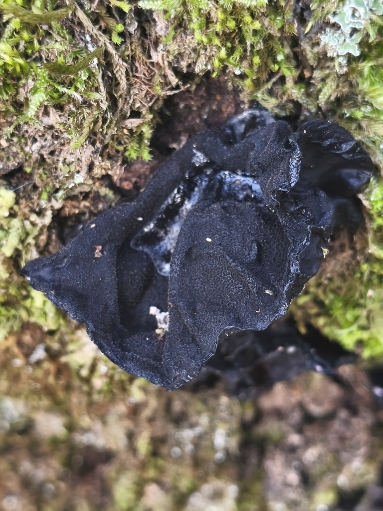 Exidia truncata · January 2026 · photo: © mycototor (iNaturalist, cc-by)