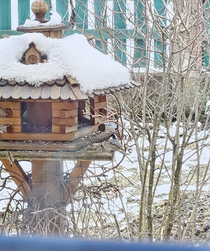 Coal Tit (Periparus ater), photo 2