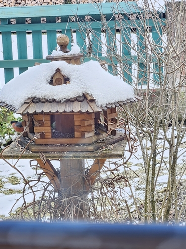 Coal Tit (Periparus ater), photo 3