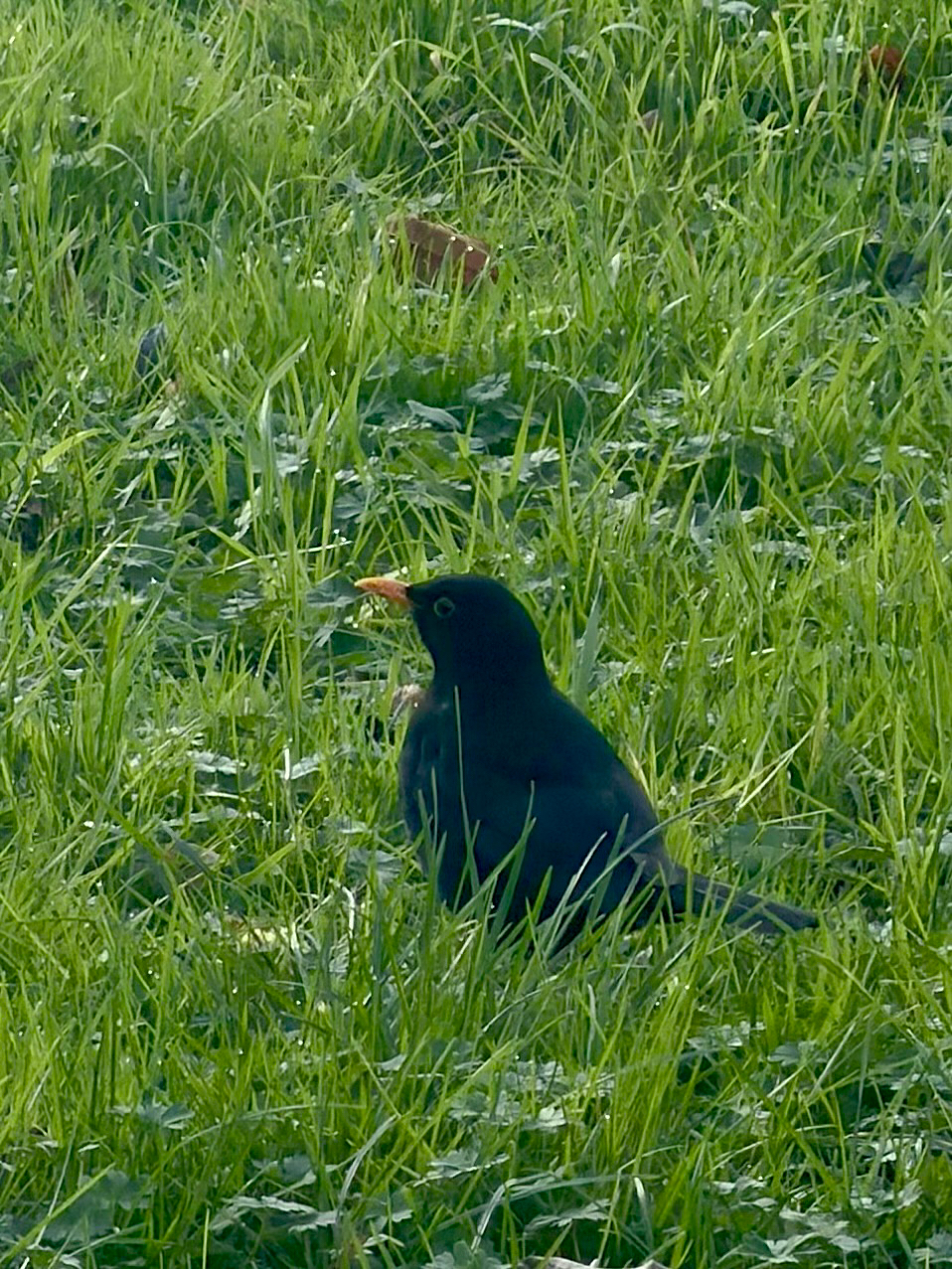 Turdus merula