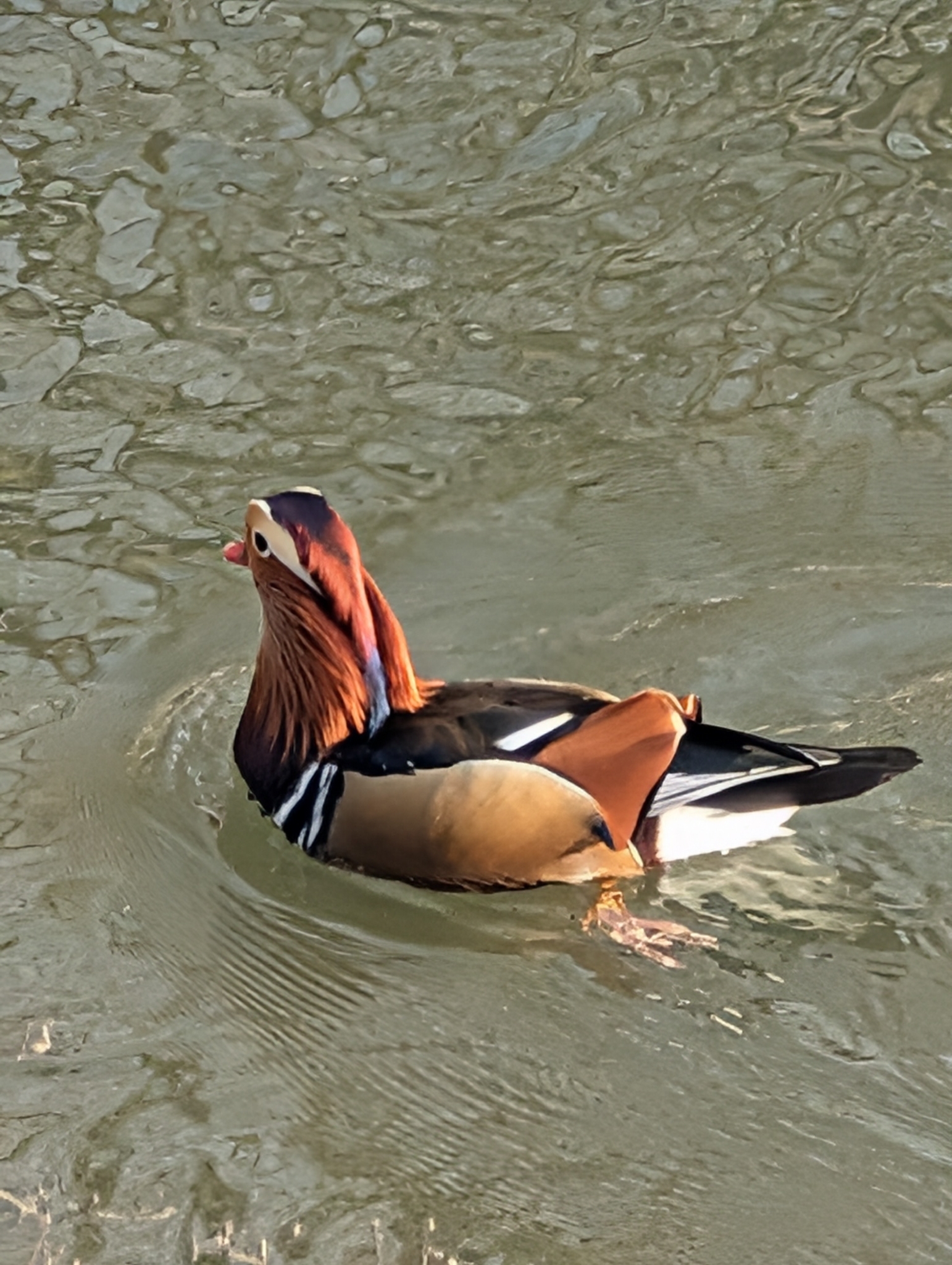 Aix galericulata (Linnaeus, 1758)