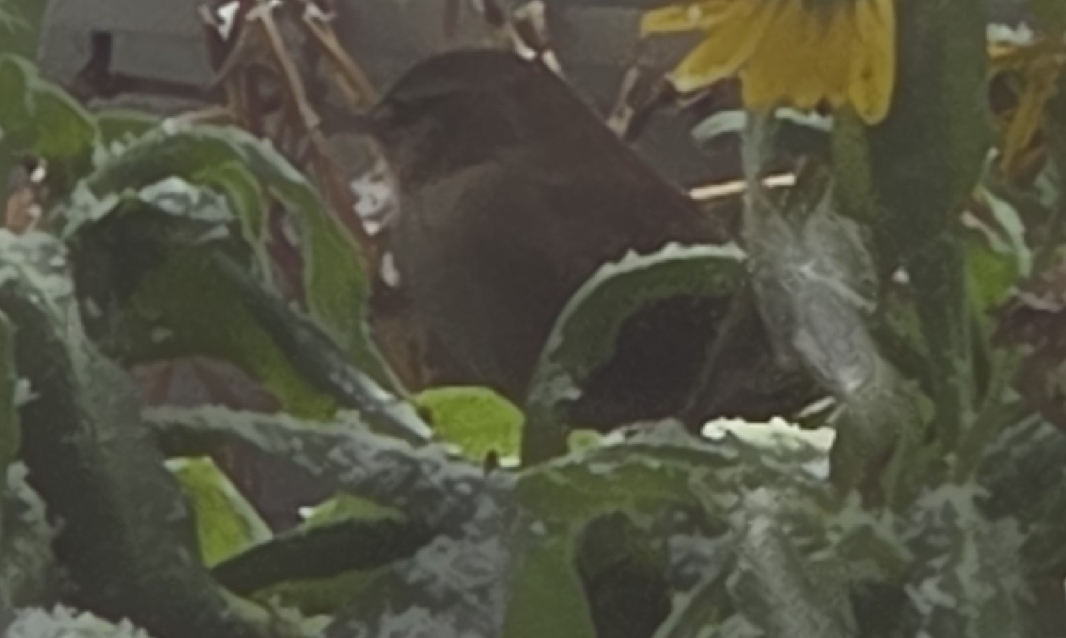 Eurasian Wren (Troglodytes troglodytes), photo 2