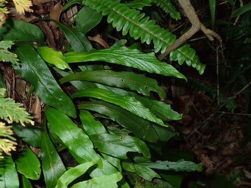 Loxogramme formosana
