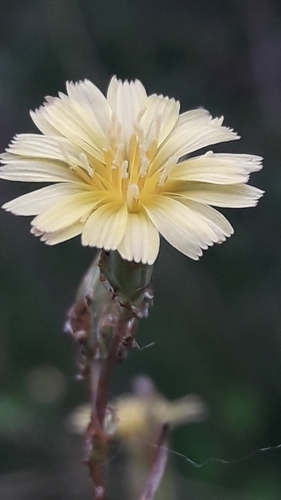 Another photo of prickly lettuce